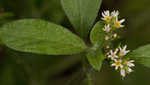 Fourspike heliotrope